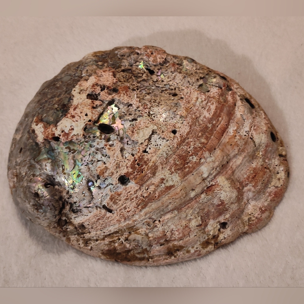Vintage Abalone Shell (1960's)